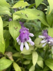 Salvia