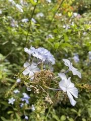 Plumbago auriculata