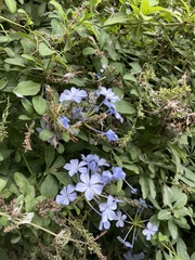 Plumbago auriculata
