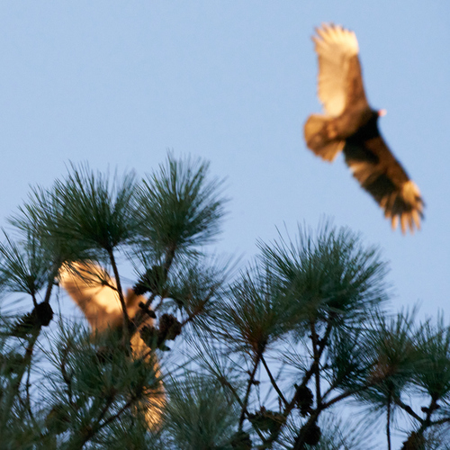 Turkey Vulture photographed in North Carolina