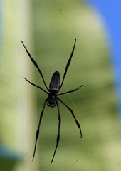 Nephila comorana