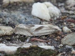 Eucosma metzneriana