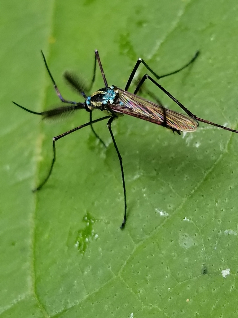 Elephant Mosquito