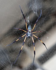 Nephila comorana