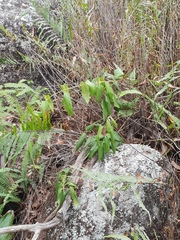 Parsonsia eucalyptophylla
