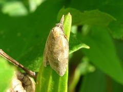 Sparganothis pilleriana