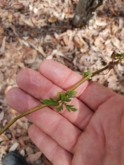 Solanum seaforthianum