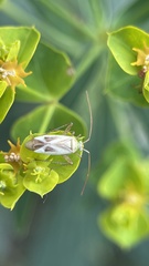 Adelphocoris lineolatus