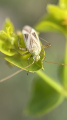 Adelphocoris lineolatus