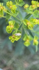 Adelphocoris lineolatus