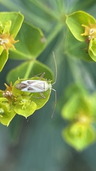 Adelphocoris lineolatus