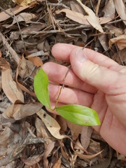 Cryptocarya triplinervis