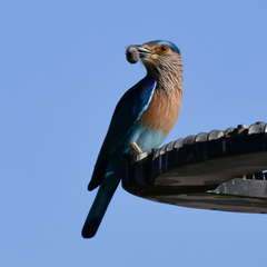 Coracias benghalensis