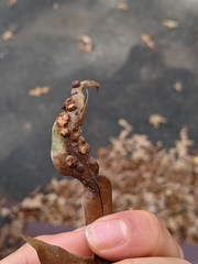 Polystepha symmetrica