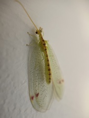 Norfolius howensis