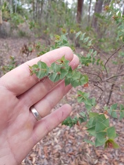 Pultenaea spinosa