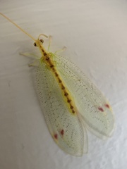 Norfolius howensis