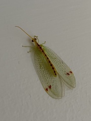 Norfolius howensis