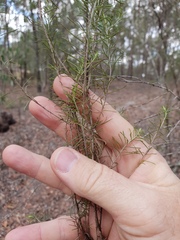 Cassinia laevis