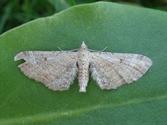 Eupithecia simpliciata