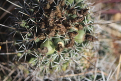 Coryphantha octacantha