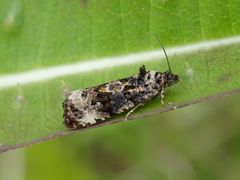 Endothenia gentianaeana