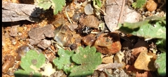 Steatoda ancorata