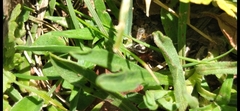 Steatoda ancorata