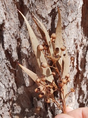 Corymbia trachyphloia