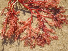 Sphaerococcus coronopifolius