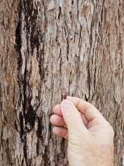 Corymbia trachyphloia