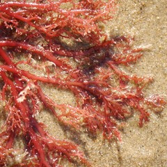 Sphaerococcus coronopifolius