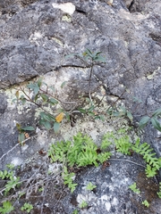 Frangula californica californica