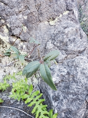 Frangula californica californica