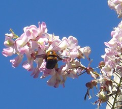 Xylocopa lateritia