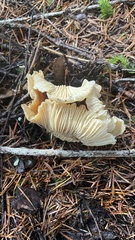 Cantharellus subalbidus