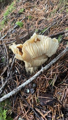 Cantharellus subalbidus