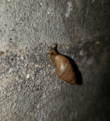 Bulimulinae