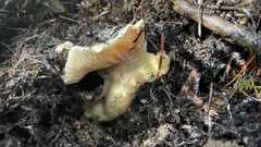 Cantharellus subalbidus