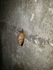 Bulimulinae