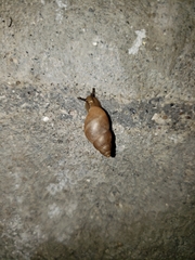 Bulimulinae