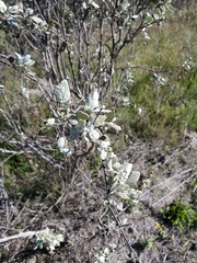 Malacothamnus gracilis