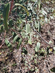 Frangula californica californica