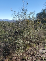 Frangula californica californica