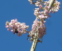 Xylocopa lateritia