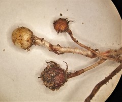 Cyperus esculentus leptostachyus
