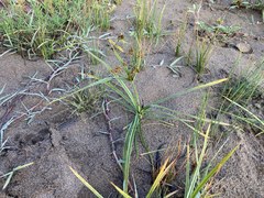 Cyperus esculentus leptostachyus