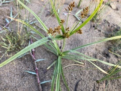 Cyperus esculentus leptostachyus