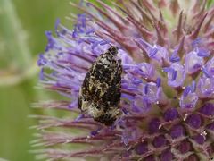 Endothenia gentianaeana