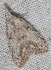 Nola vernalis
